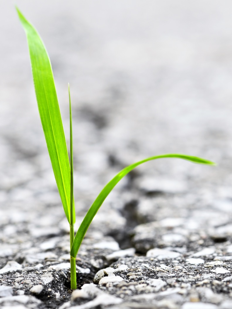 Gras wächt durch Asphalt - Erstarrung überwinden mit körperorientierter Traumatherapie in Bonn Gras wächt durch Asphalt - Erstarrung überwinden mit körperorientierter Traumatherapie in Bonn