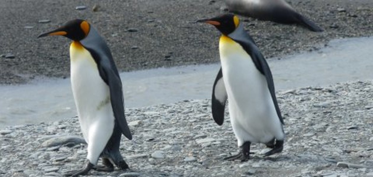 Pinguinspaziergang_-a.huml-