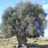 Agrigent