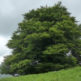 Kerry