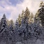 Winterspaziergang im Kurwald Bad Lippspringe 2008
