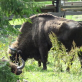 Wisente im Nationalpark von Bialoweza
