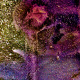 36 Rose