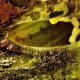 74 Krater