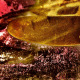 102 Krater II
