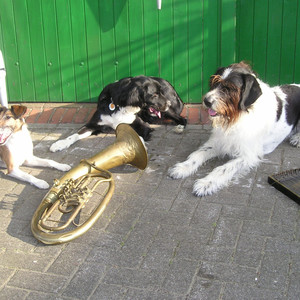 Dogdance beim Sommerfest