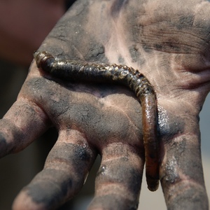 da isser ... Wattinspektor Willi!