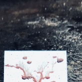 (solange ich Menstruationsblut produziere, arbeite ich damit) © Carola Schaal