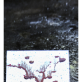 2024-03-21 (solange ich Menstruationsblut produziere, arbeite ich damit) Serie Stolpe - techn. Support Richard Stöhr