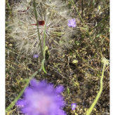 2024-06-16 (solange ich Menstruationsblut produziere, arbeite ich damit) Serie Ohrid See Nordmazedonien - techn. Support Richard Stöhr