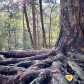 2025-08-30 (solange ich Menstruationsblut produziere, arbeite ich damit) Serie Nonnenstein 