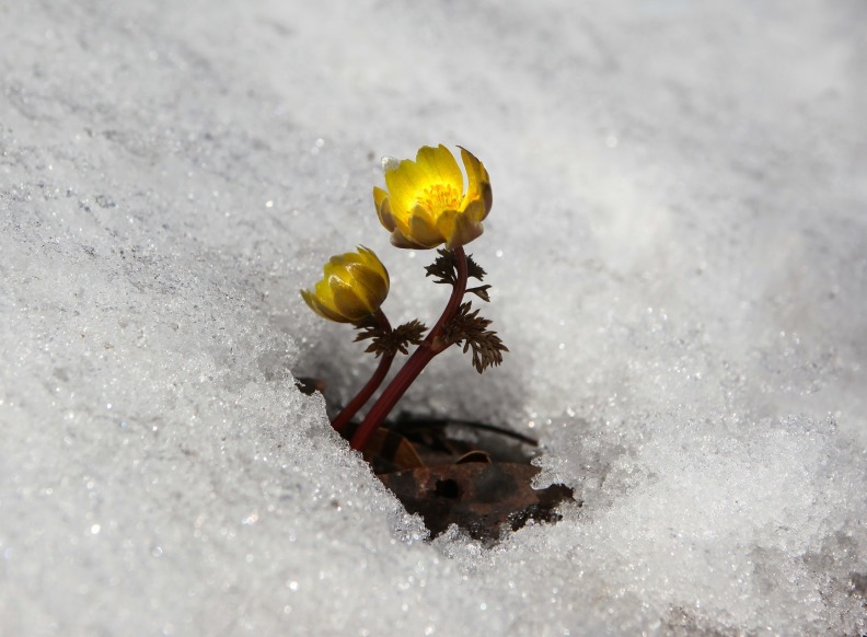 Blume im Schnee