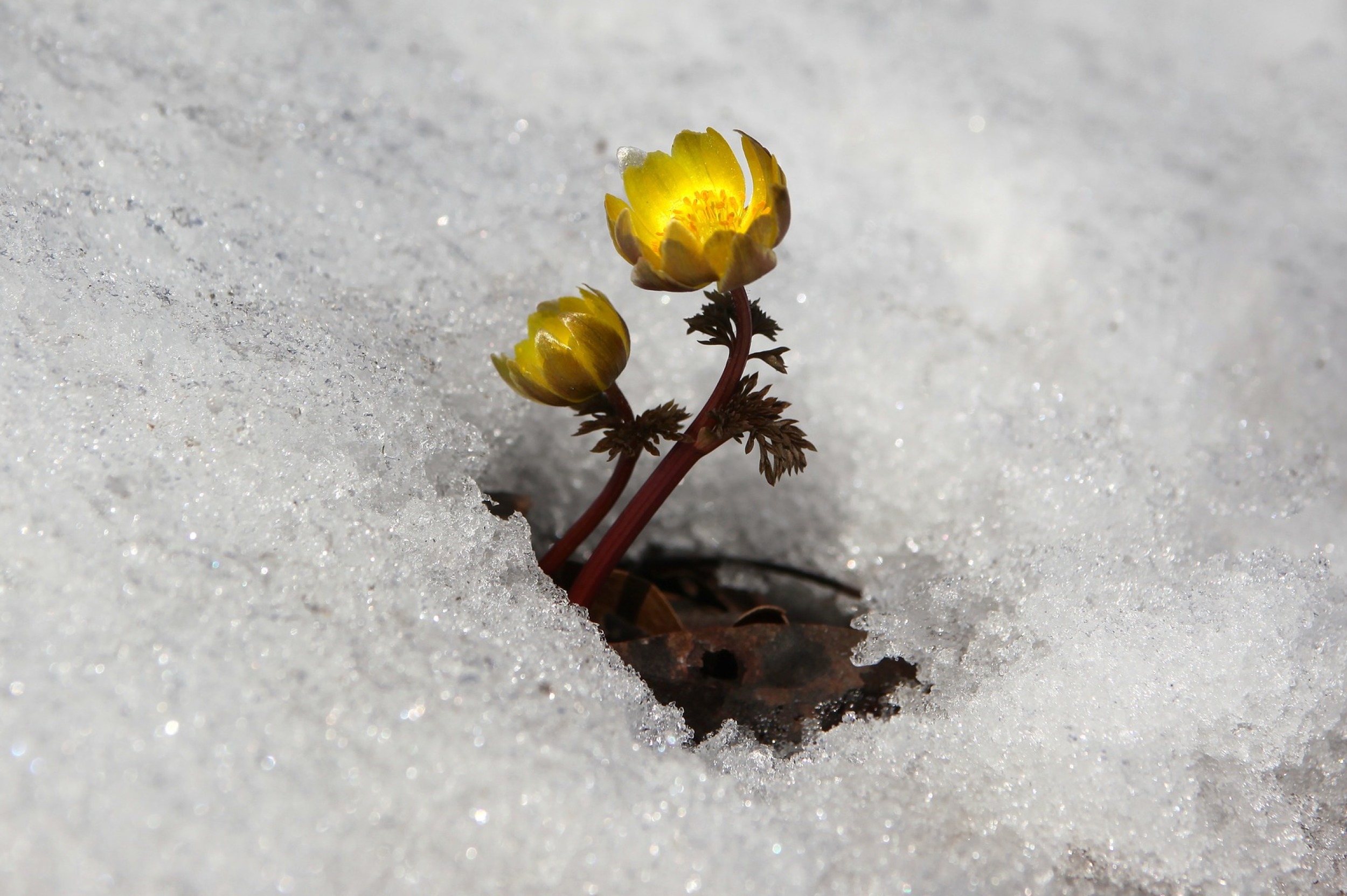 Blume im Schnee