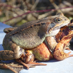 auf Wanderschaft (Grasfrosch)