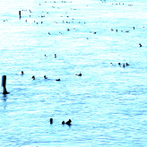 CD-Cover "Afloat"; Foto von Wolfgang Zumpe