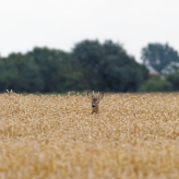 ©Hans-Joachim Ott